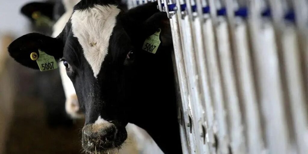 Brasil Reconhecido Livre de Febre Aftosa Sem Vacinação