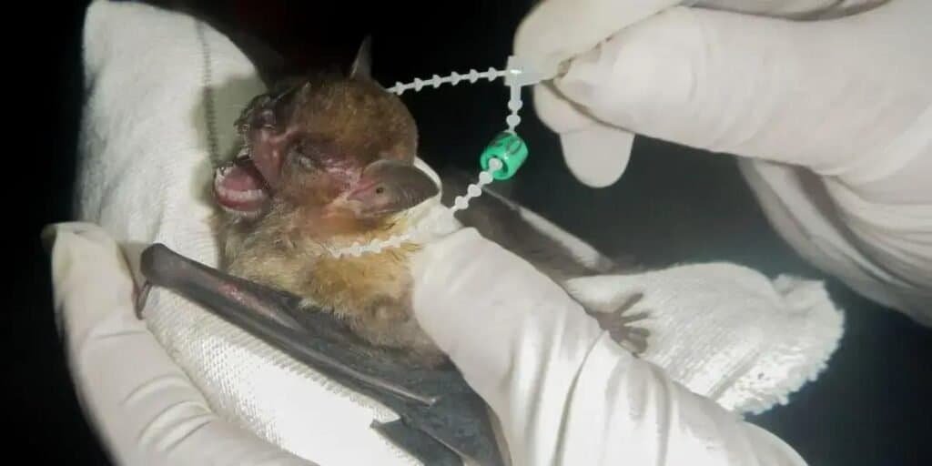 Casos de raiva em morcegos são confirmados no DF