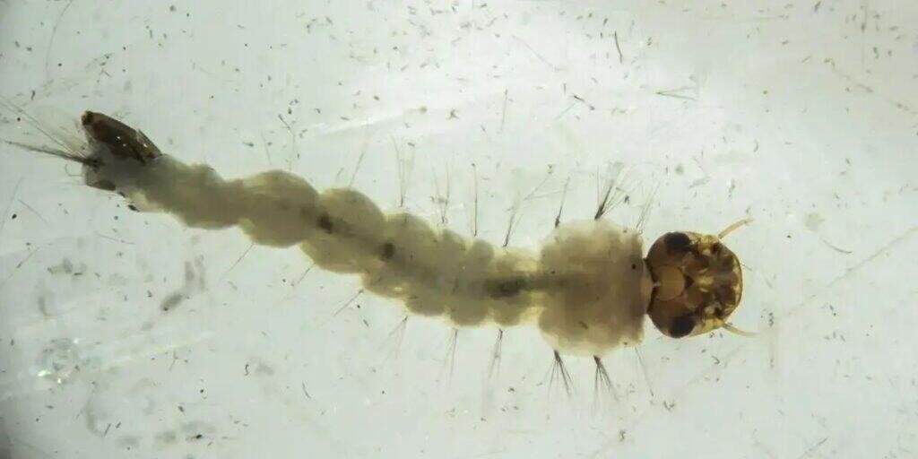 Inauguração da maior biofábrica de mosquitos do mundo no Brasil