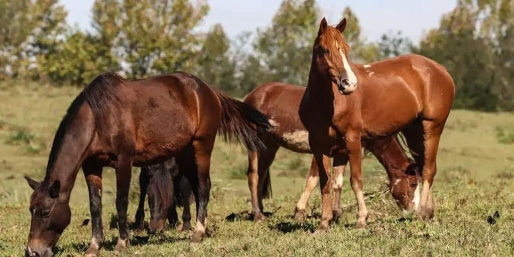 Morte de Cavalos Relacionada a Rações da Nutratta