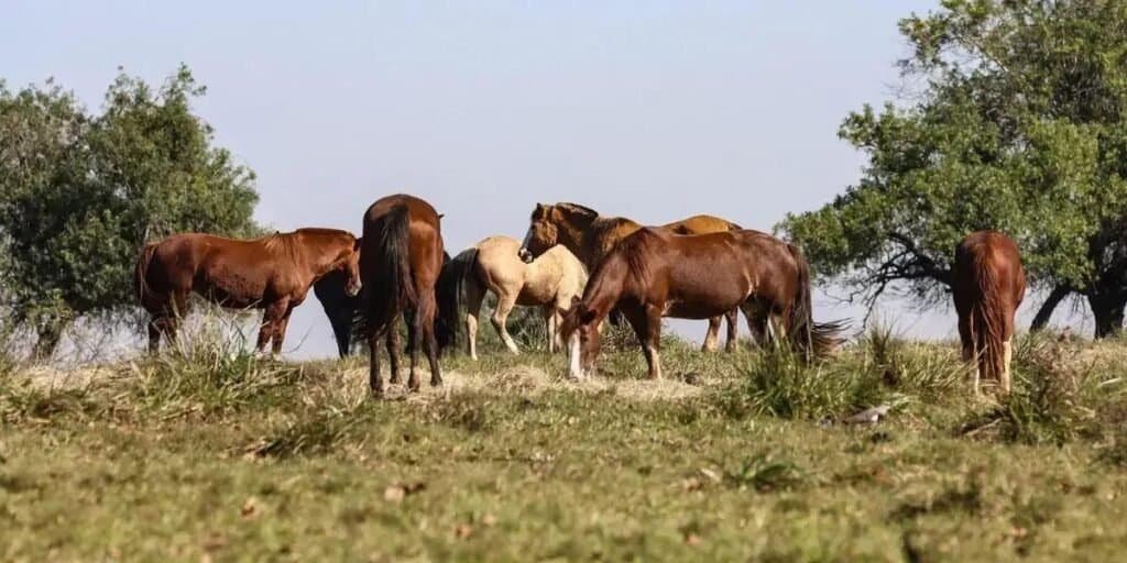 Três casos de encefalite equina venezuelana registrados em Tabatinga