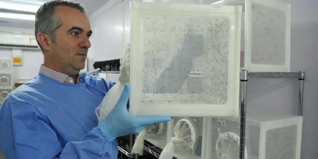 Wolbachia: Luciano Moreira entre os 'Nature’s 10'