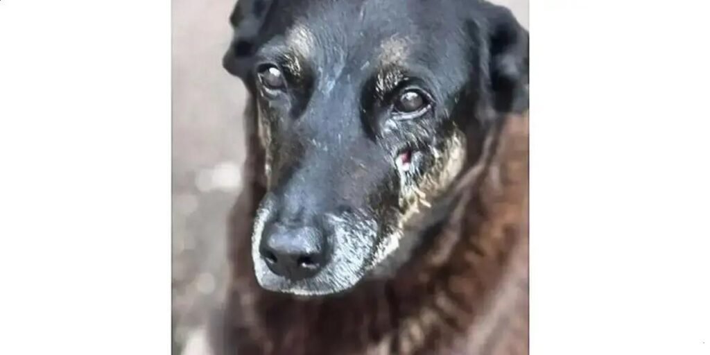 Hospital Veterinário municipal passa a funcionar 24 horas