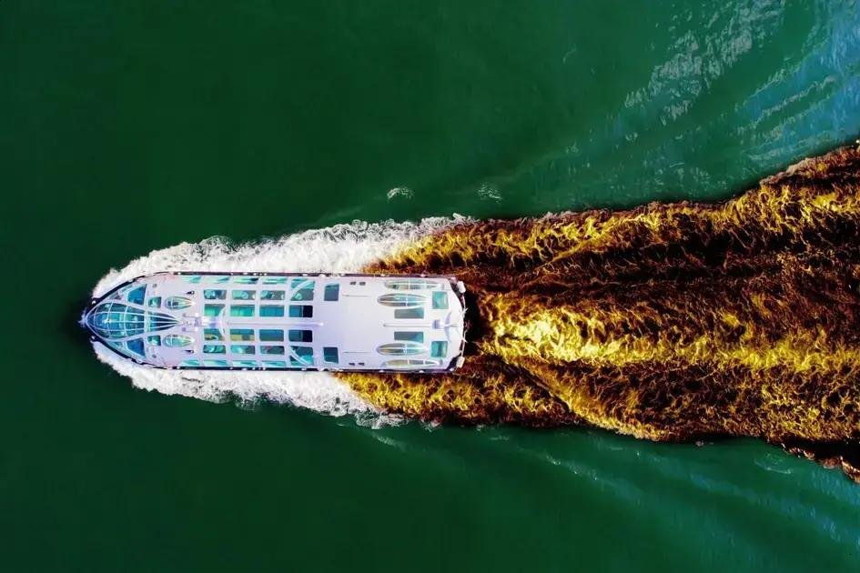 Surto de Norovírus em Cruzeiro Afeta Mais de 190 Pessoas